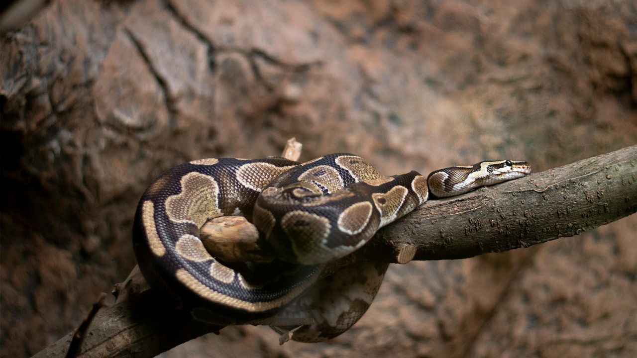 Élever un python royal : mode d’emploi pour ne pas faire n’importe quoi